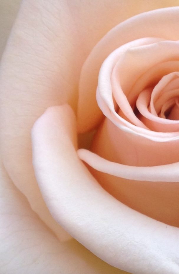 Herz Kette in Geschenkbox mit Rose